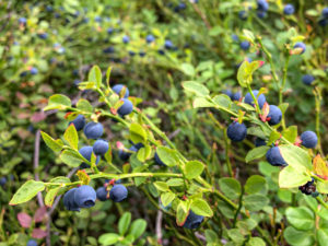 An amazing blueberry patch in Tyresta National Park
